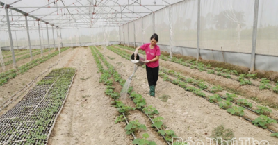 Nông dân Phú Thọ thi đua sản xuất kinh doanh giỏi góp phần giảm nghèo bền vững