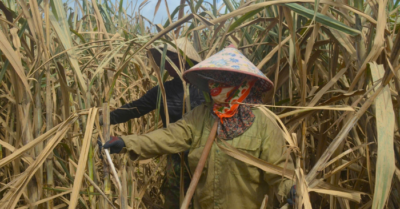 Nghệ An: Nông dân “khóc ròng” vì hàng trăm ha mía chết khô sau mưa lũ