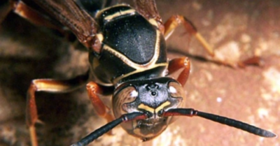 Tử vong do ong đốt ở Nghệ An