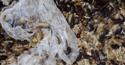 Sâu ăn nhựa: Tương lai xử lý rác thải