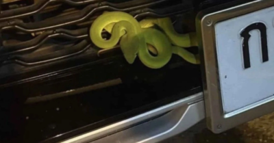 Rắn lục xanh và cơn sốt xổ số