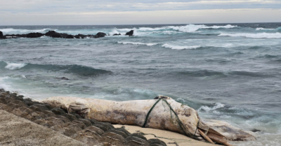 Cá voi “khủng” dài 10m dạt vào đặc khu Lý Sơn giữa bão số 10