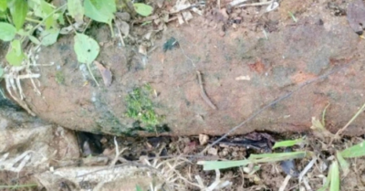 Phát hiện bom bi trong vườn nhà dân ở Quảng Trị