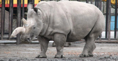 Tê giác trắng phương Bắc: Cứu tinh từ lai tạo