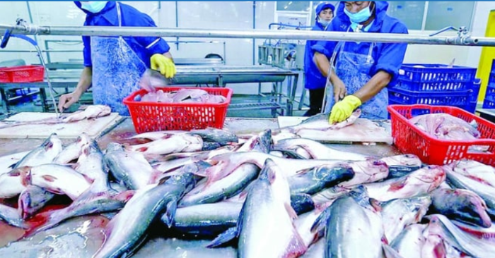 Xuất khẩu cá tra Việt Nam tăng 10% trong 8 tháng đầu năm 2025