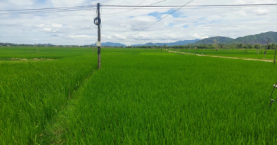 Hai người đàn ông tử vong nghi do điện giật trên ruộng lúa ở Gia Lai