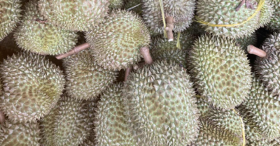 Giá sầu riêng lao dốc, nhiều nhà vườn ở Tây Nguyên “trắng tay”