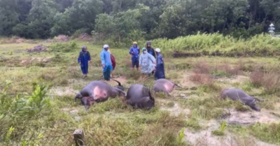 Điện giật chết 1 người và 4 con trâu ở Quảng Trị