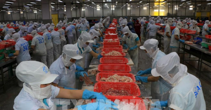 Trong ảnh: Chế biến cá tra fillet đông lạnh xuất khẩu tại Công ty TNHH Hùng Cá. Ảnh tư liệu: Nhựt An - TTXVN