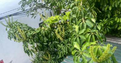 Tác dụng lớn của cây ngũ gia bì và lý do nên trồng quanh vườn