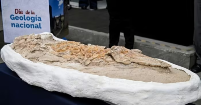 Chiêm ngưỡng hóa thạch cá heo cổ đại 10 triệu năm tuổi vừa tìm thấy tại Peru