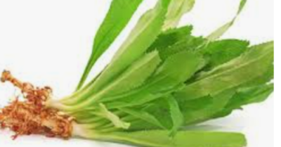 5 bài thuốc quý từ lá mùi tàu giúp tăng cường sức khỏe