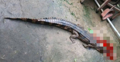 Cá sấu sổng chuồng cắn thầy giáo ở Tây Ninh: Thoát chết trong gang tấc