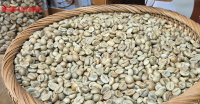 Giá cà phê hôm nay 7-10: Đồng loạt giảm sau những kỷ lục khó tin