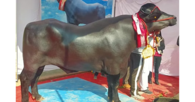 Con trâu “khủng” giá 65 tỷ đồng