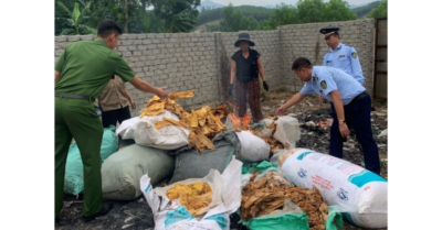 Nghệ An tiêu hủy 150 kg măng khô không rõ nguồn gốc