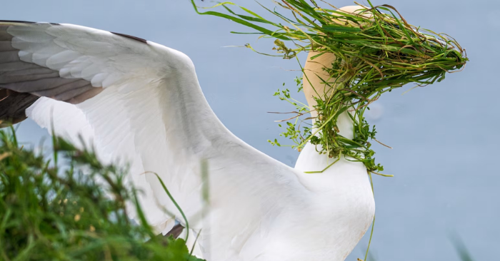 Chú chim ó biển “đội khăn lá” giữa ngày gió lớn trên vách đá Bempton, Yorkshire, Anh - Ảnh: Alison Tuck