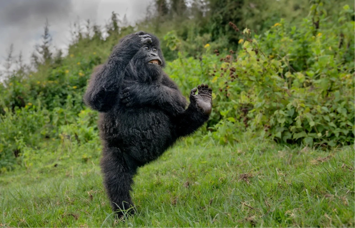 Chú khỉ đột non nhảy múa vui tươi giữa dãy núi Virunga, Rwanda -Ảnh: Mark Meth-Cohn