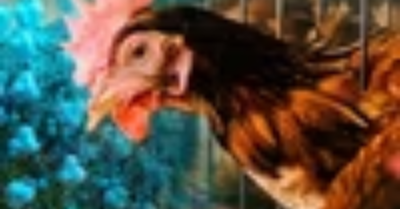 Nguy cơ đại dịch từ cúm gia cầm A/H9N2 ở người