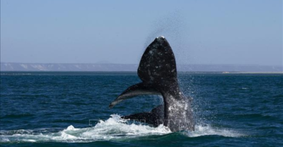 Cá voi Vịnh California và cuộc chiến pháp lý