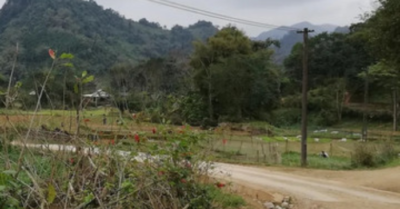 Hổ xuất hiện ở Phú Thọ: Kiểm lâm phủ nhận tin đồn