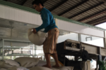 Doanh nghiệp gạo kẹt vốn, nông dân lao đao vì giá lúa giảm sâu