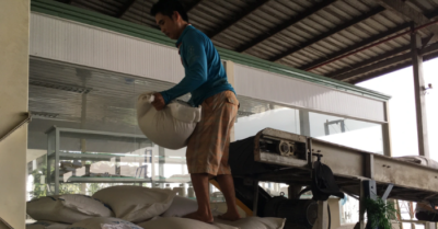 Doanh nghiệp gạo kẹt vốn, nông dân lao đao vì giá lúa giảm sâu