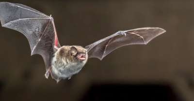 Virus mới ở dơi Brazil giống COVID-19: Báo động đỏ