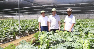 Làm giàu từ trầu bà lá xẻ – hướng đi mới của nông dân Định Tân