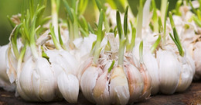 lợi ích của tỏi