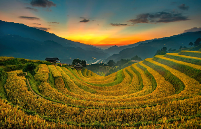 Mù Cang Chải: Những đồi núi, ruộng bậc thang thơm hương lúa