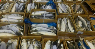 Phát hiện gần 1 tấn cá không rõ nguồn gốc tại một công ty ở Gia Lai