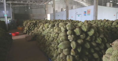 Đắk Lắk: Các phòng xét nghiệm sầu riêng hoạt động trở lại, gỡ nút thắt xuất khẩu