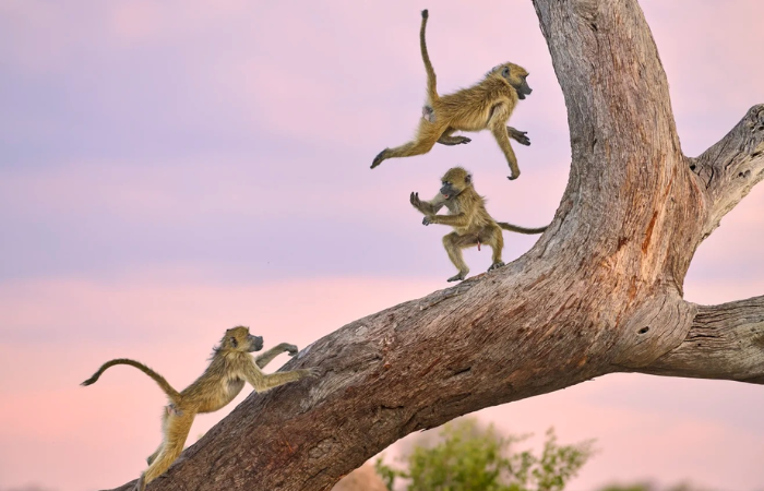 Màn “xiếc” vui nhộn của đàn khỉ đầu chó ở Zimbabwe - Ảnh: Kalin Botev