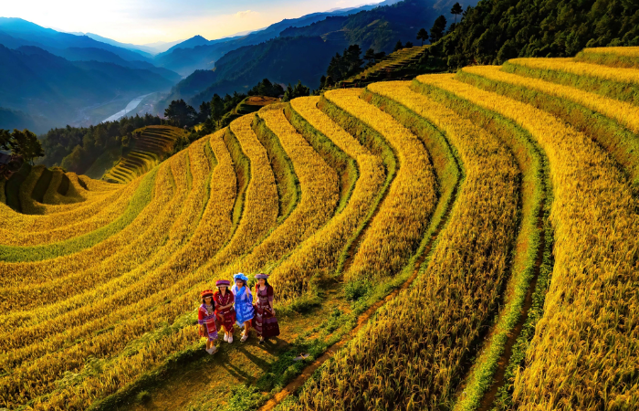 Mù Cang Chải Hình ảnh và khoảnh khắc bên các thửa ruộng bậc thang chín vàng