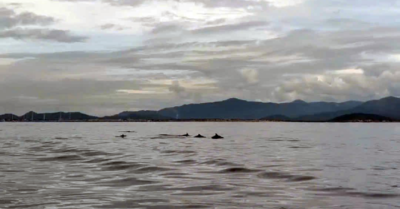 Đàn cá heo hơn 20 con xuất hiện ở Hòn Cau, đùa giỡn cạnh tàu ngư dân