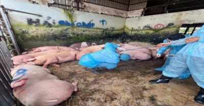 Phát hiện 89 con lợn dương tính với chất cấm Salbutamol tại Đồng Nai