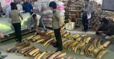 Tiêu hủy 615 kg ngà voi vận chuyển trái phép từ châu Phi về Việt Nam