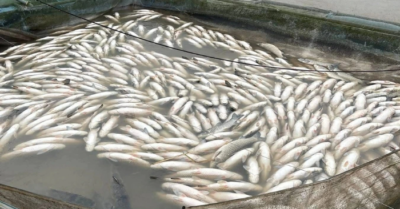 Cá chết hàng loạt trên sông Bồ, nhiều hộ nuôi đối mặt cảnh trắng tay