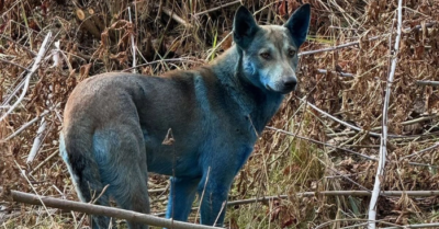 Ba chú chó lông xanh xuất hiện ở Chernobyl, không do phóng xạ