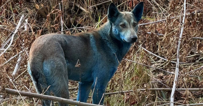 Ba chú chó lông xanh xuất hiện ở Chernobyl, không do phóng xạ