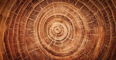 Bí mật bão Mặt Trời mạnh nhất lịch sử ẩn giấu trong thân cây cổ thụ