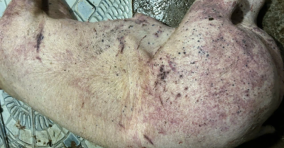 Phát hiện trang trại ở Hà Nội bán hơn 700 con lợn mắc dịch tả châu Phi