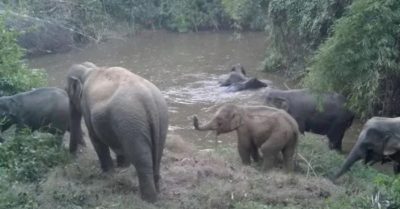 Voi rừng ở Đồng Nai tái xuất nhiều khu vực, hoạt động rộng và có tín hiệu phục hồi