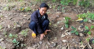 Voi rừng ở Đắk Wil xuất hiện liên tiếp, quật chết người đi rừng