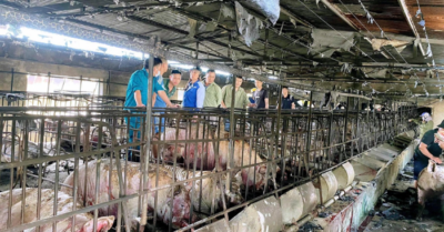 Cháy trang trại lợn 700 con, người dân đổ tới mua giải cứu