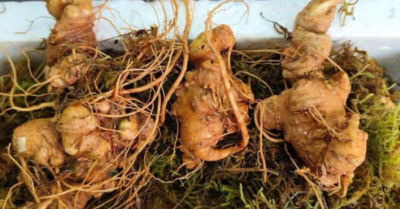 Giữ “vàng” trong đất: Hành trình xây dựng sinh kế xanh cho đồng bào Tây Bắc