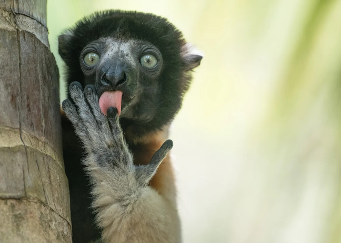 Ảnh hài hước về động vật: Vượn cáo Madagascar say sưa thưởng thức “món ngon” trên ngón tay - Ảnh Liliana Luca