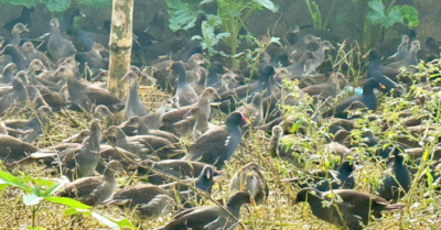 Bắt chim hoang dã: Hơn 1.000 con bị thu tại Hưng Yên