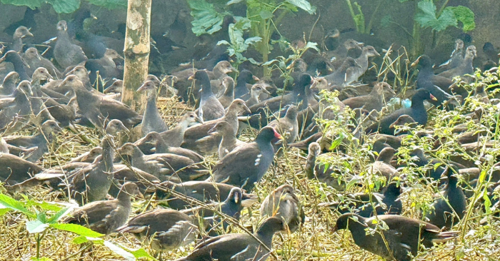 Bắt chim hoang dã: Hơn 1.000 con bị thu tại Hưng Yên